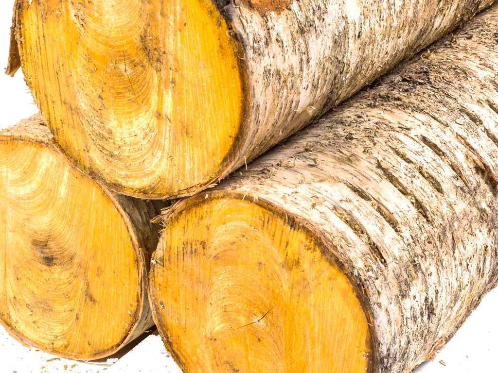 birch logs